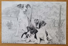 Jack russell terrier for sale  NORWICH