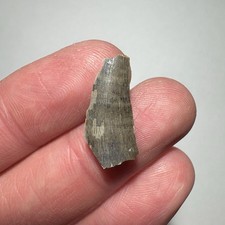 0.83 tyrannosaurus rex for sale  Wyoming