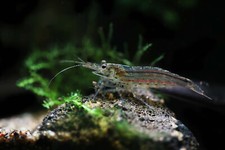 Amano shrimp algae for sale  Bakersfield