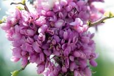 Chinesischer judasbaum cercis gebraucht kaufen  Tauberbischofsheim