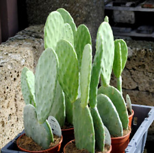 Puntia ficus indica gebraucht kaufen  Herzebrock-Clarholz