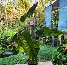 Philodendron jose buono for sale  Hollywood
