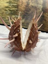 Spondylidae spondylus regius for sale  Ashland