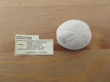 Fossil echinoid sea for sale  Minneapolis