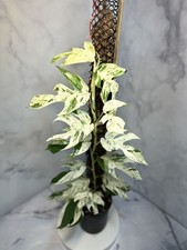 Epipremnum marble cuttings for sale  Mechanicsville