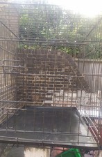 Dog crate for sale  ORPINGTON