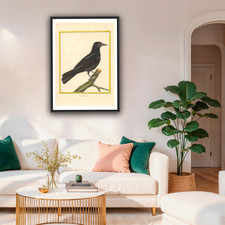 Oiseaux martinet choucas d'occasion  Paris VI
