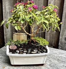 Old lantana bonsai for sale  Brentwood