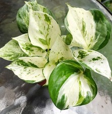 Manjula pothos epipremnum for sale  Ladson