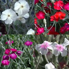 Lychnis coronaria mix for sale  UK