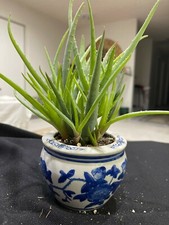 Blue elf aloe for sale  Laguna Hills