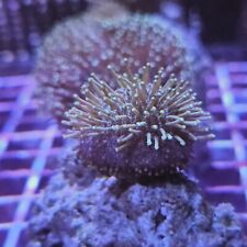 Small toadstool leather for sale  BIRMINGHAM