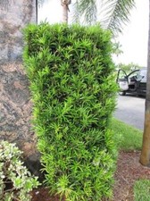Upright yew podocarpus for sale  Pelzer