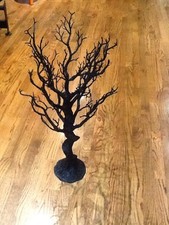 Manzanita tree for sale  Brooklyn