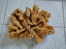 Conchiglia spugna mare usato  Piombino
