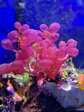 meerwasser ableger gebraucht kaufen meerwasser ableger gebraucht kaufen Visselhövede