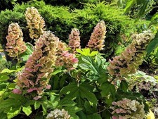 Oakleaf hydrangea shrub for sale  Silver Spring
