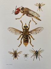 Estampa de mosca ladrão. ilustrações de insetos. estampa de insetos. entomologia. natural comprar usado  Enviando para Brazil