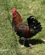 French black copper for sale  Orrick