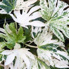 Fatsia japonica spiders for sale  UK