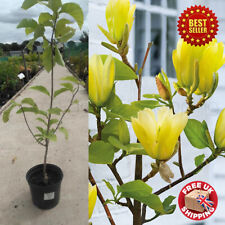 Magnolia yellow bird for sale  OXFORD