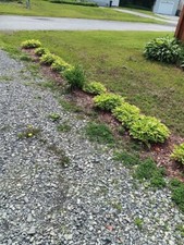 Six small hosta for sale  Gloversville