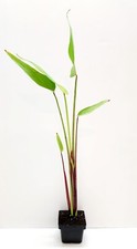 Red stem thalia for sale  Fairdale