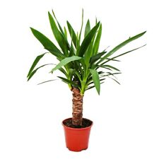 Exotenherz yucca palme gebraucht kaufen  Zweibrücken
