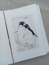 Anatole île pingouins d'occasion Anatole île pingouins d'occasion  Draguignan