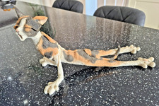 tortoiseshell cat for sale tortoiseshell cat for sale TELFORD
