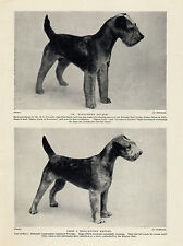 Lakeland terrier dogs for sale  COLEFORD