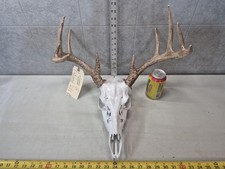 Free ship wild for sale  Valley City