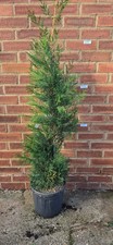 Cypress leyland conifer for sale  SPALDING