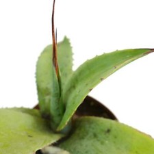 Agave turneri agave usato  Napoli