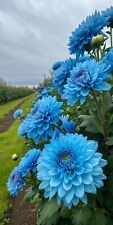 Sale2231 dahlia blue gebraucht kaufen  Dettingen an der Erms