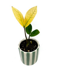 Zamioculcas zamiifolia chamele for sale  NORTHAMPTON