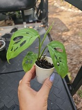 Monstera adansonii inch for sale  Englewood
