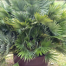 tropical garden plants for sale tropical garden plants for sale PETERBOROUGH