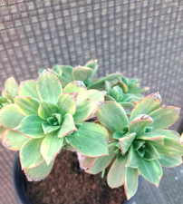 Aeonium haworthii variegated for sale  USA