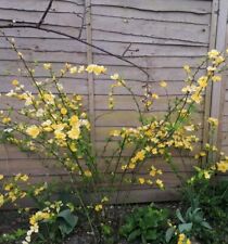 Japanese rose kerria for sale  MAIDSTONE