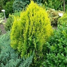120 sementes de árvore Golden Oriental Arborvitae (Platycladus orientalis Aurea) jocad comprar usado  Enviando para Brazil