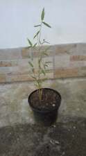 Pianta bambu bamboo usato  Buti