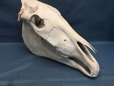 Large horse skull for sale  Lee