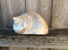 Large mother pearl for sale  AXMINSTER