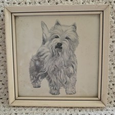 West highland terrier for sale  COLNE