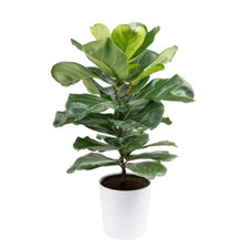 Fiddle leaf fig for sale  Denver