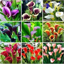 100 pcs calla for sale  Pikesville