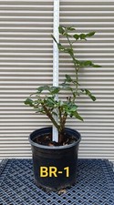One baccara black for sale  Kingsburg
