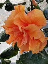 Hibiskus rosa sinensis gebraucht kaufen  Deutschland