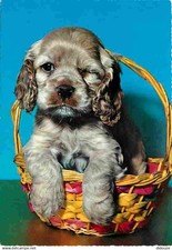 Animals dogs cocker d'occasion  Expédié en Belgium